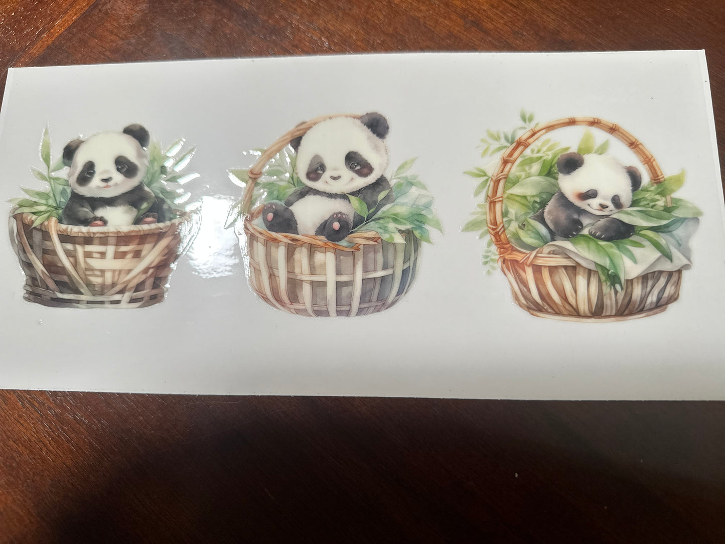 Panda bears
