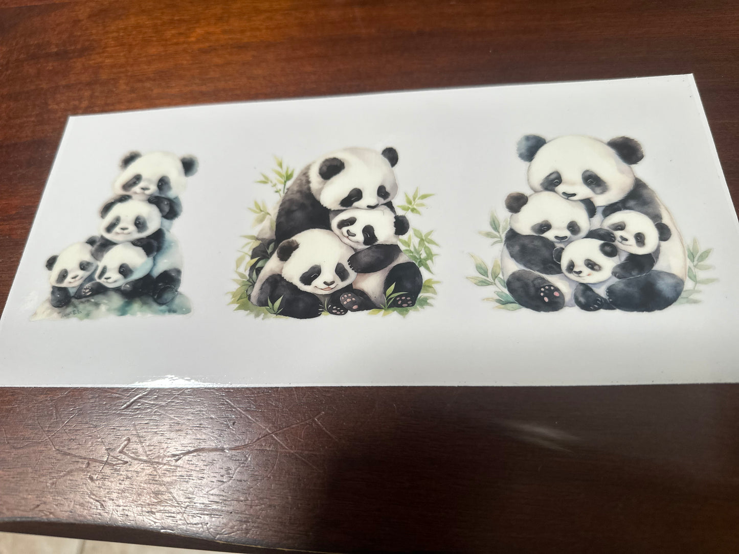Panda bears