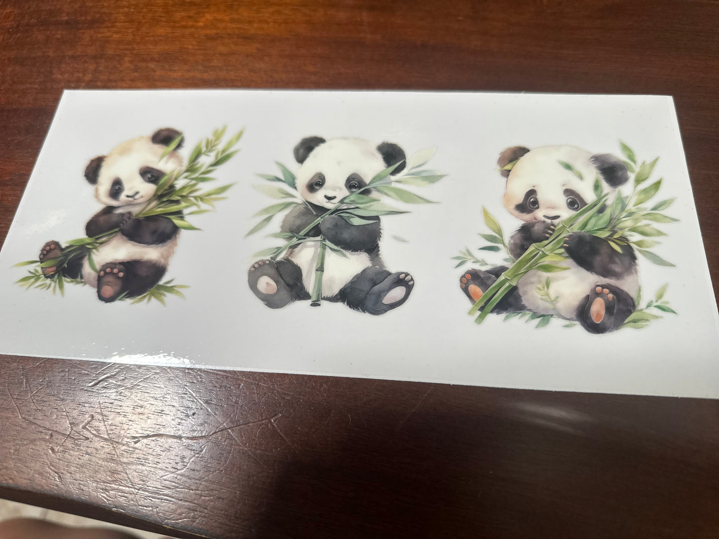 Panda bears
