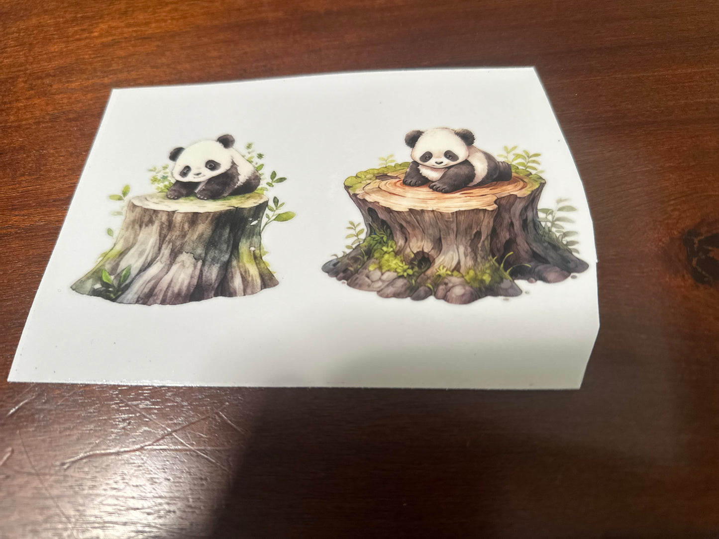Panda bears