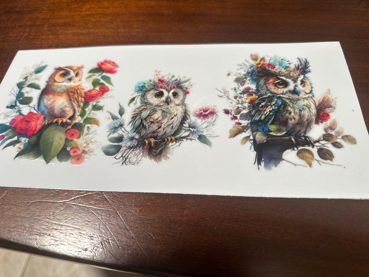 Owls