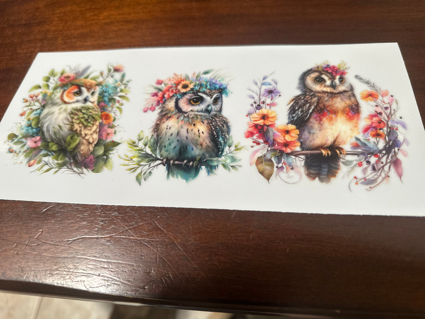 Owls