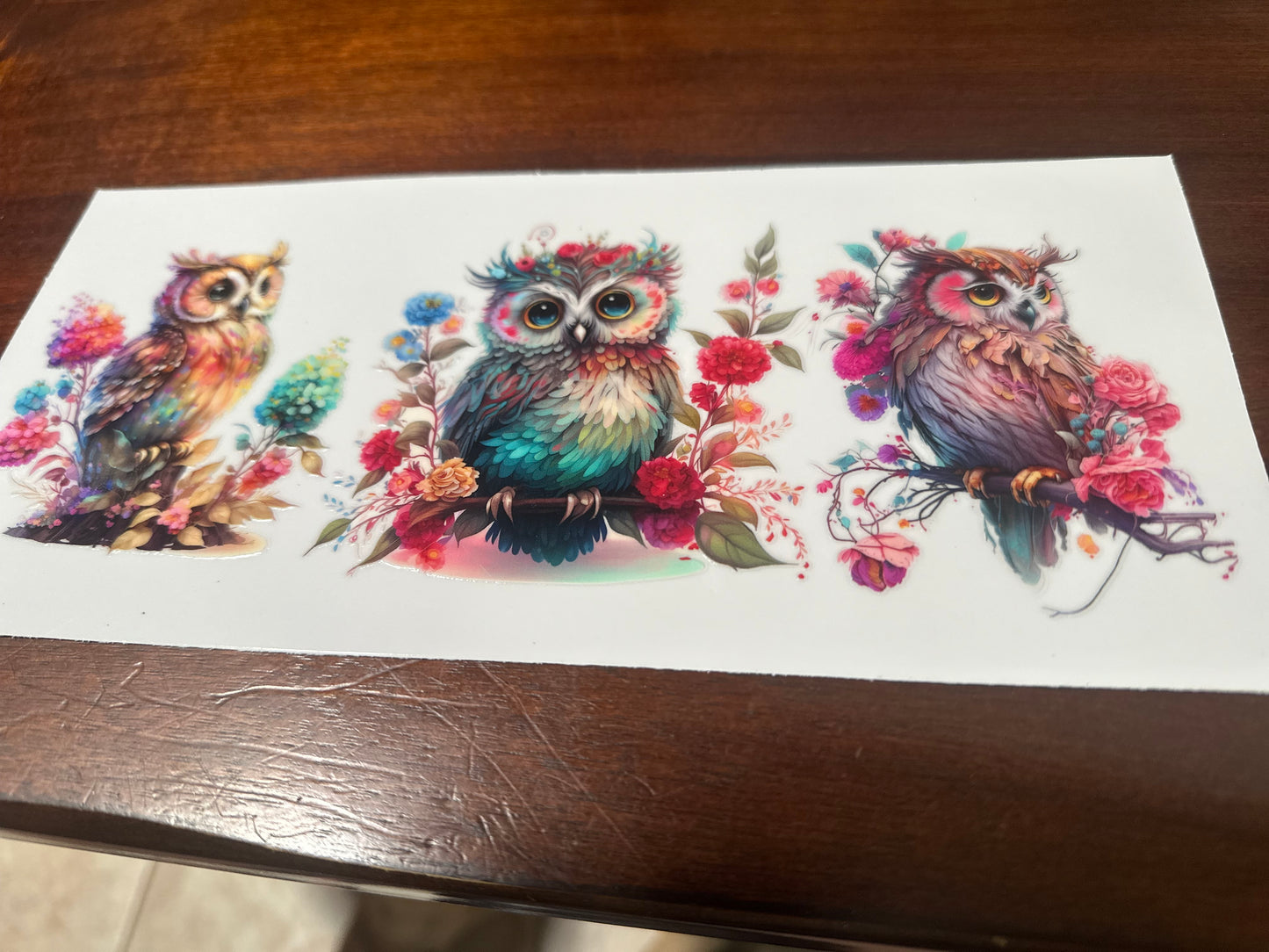 Owls