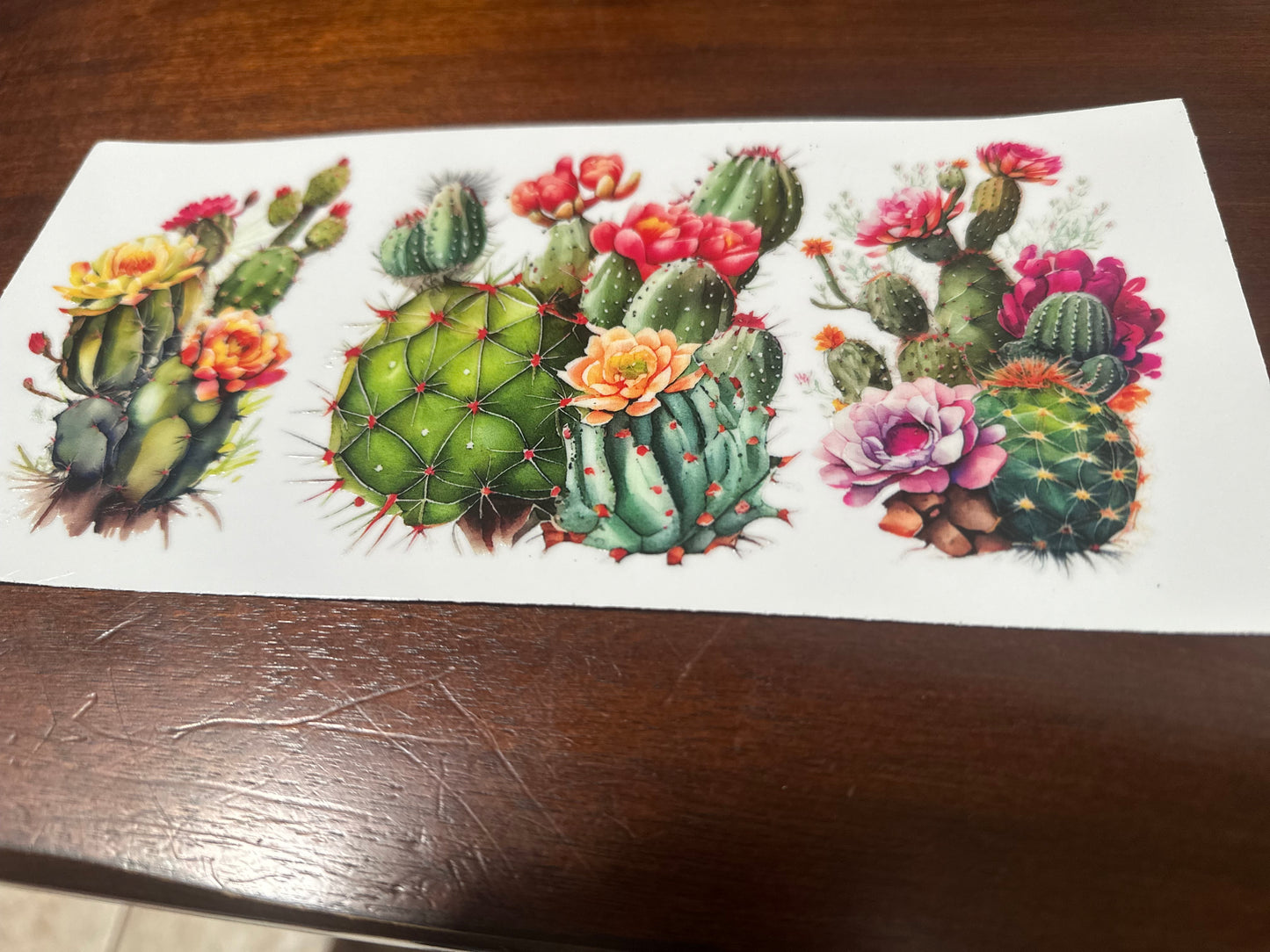 Cactus