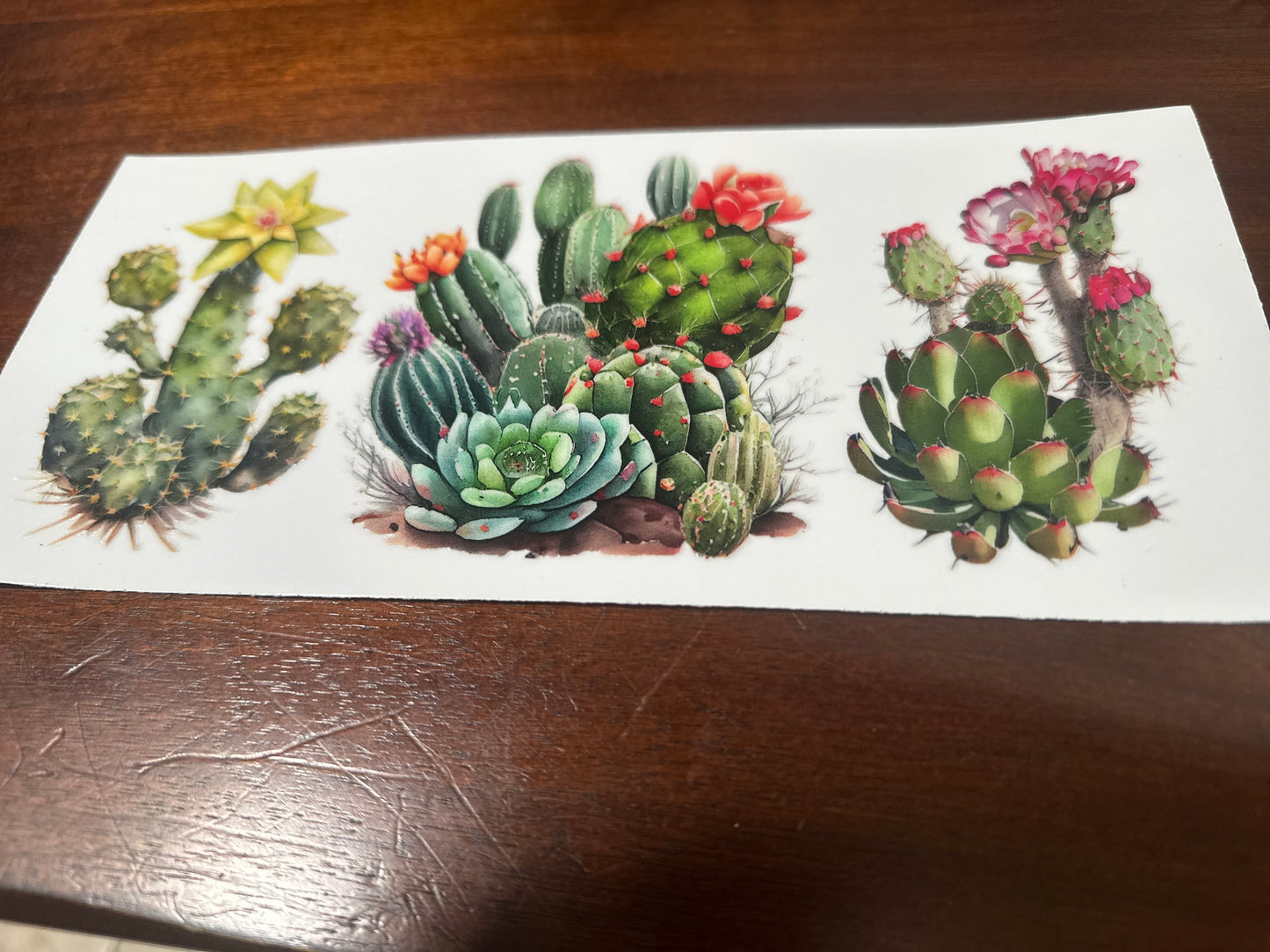 Cactus