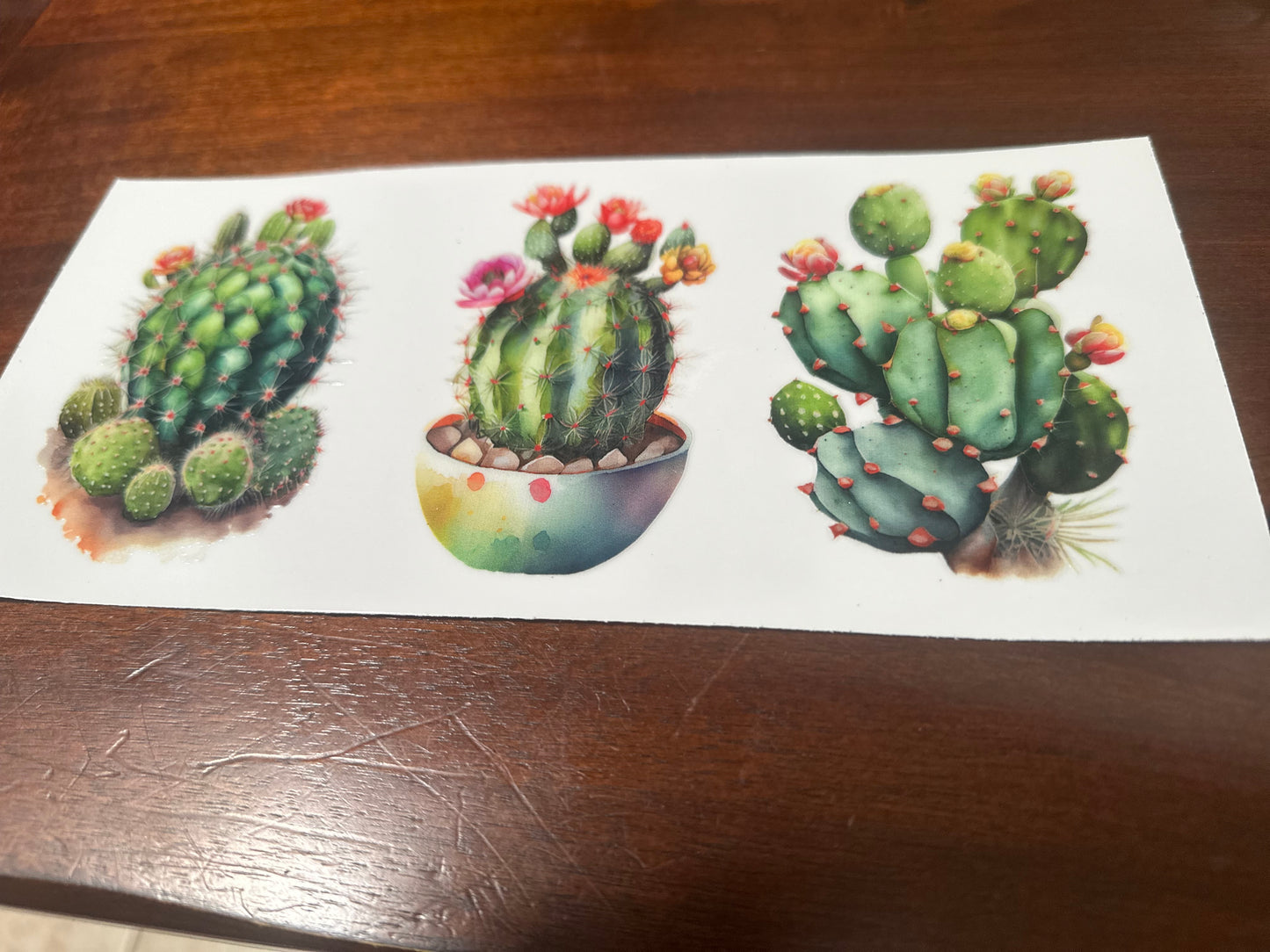 Cactus