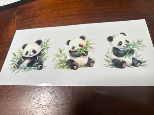 Panda bears