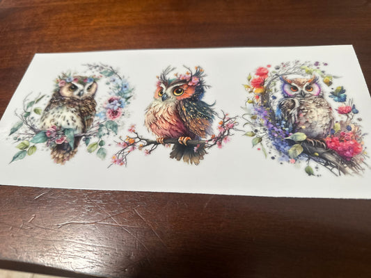 Owls