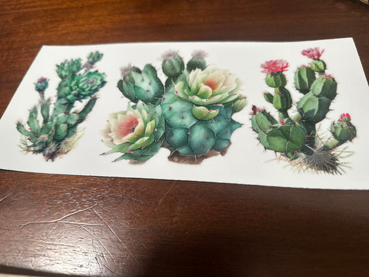 Cactus