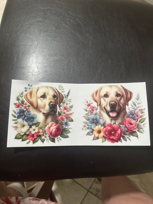 Yellow lab