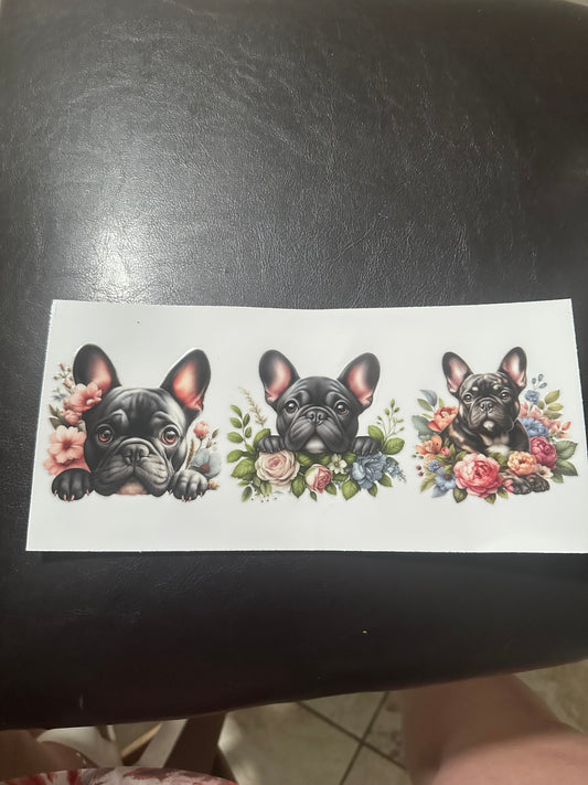 French bull dog