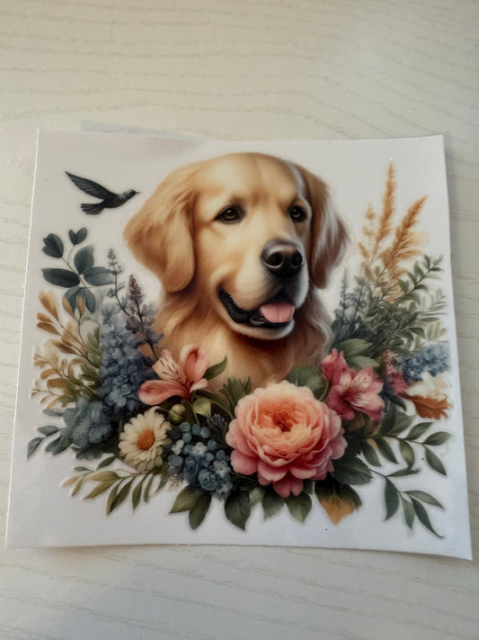 Golden Retriever